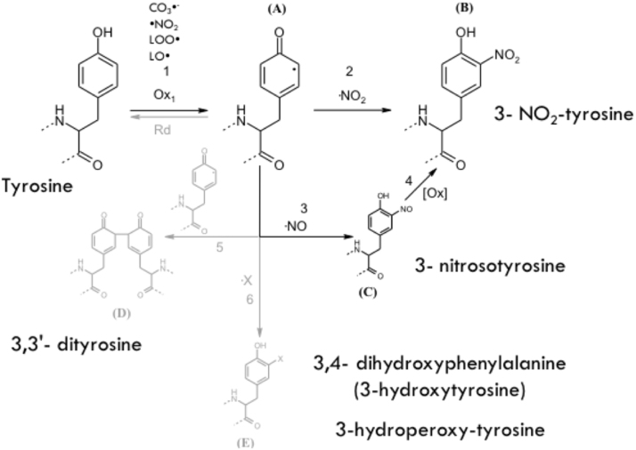 Tyrosine oxidation pathways.